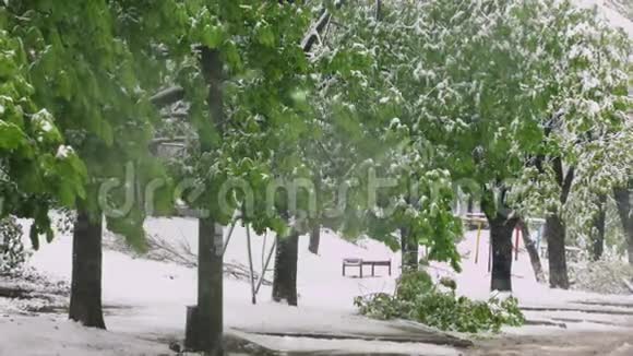 春天绿叶的树枝在潮湿的雪和风的重压下折断了自然异常视频的预览图