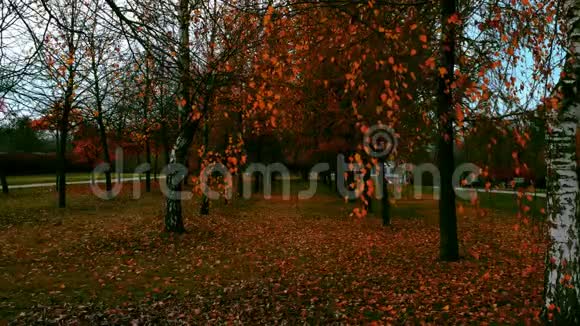 秋天的城市公园视频的预览图