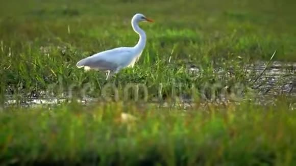 泰国塔勒诺伊水禽保护区湖大自然中的白鹭视频的预览图