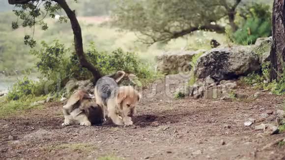 两只大狗在玩耍在战斗中特写年轻快乐的狗视频的预览图