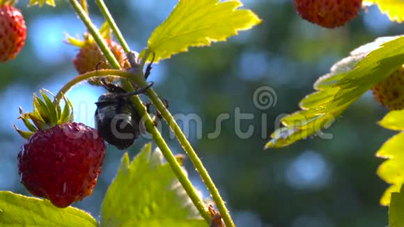 落在草莓灌木丛中的金甲虫视频的预览图