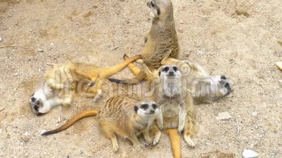 一群顽皮的猫鼬互相玩耍泰国视频的预览图