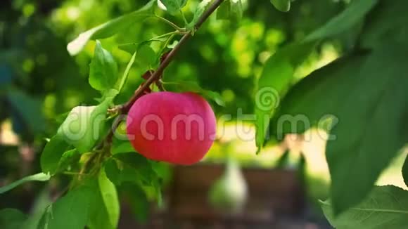 成熟多汁的红苹果挂在树枝上的绿叶间果园视频的预览图
