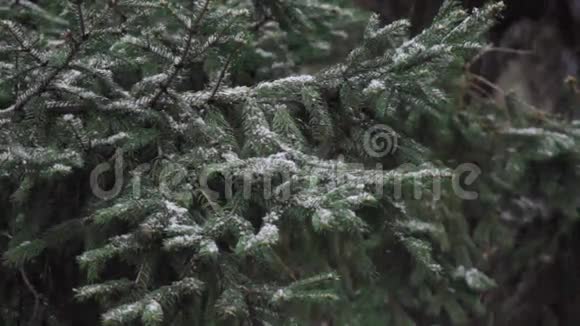 冬季降雪植物视频的预览图