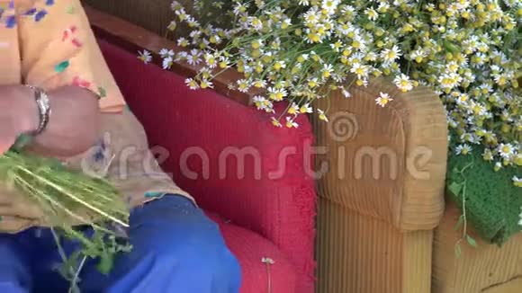 高级女性手从洋甘菊花束中采摘草本花卉4K视频的预览图