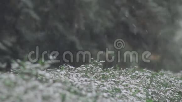 冬季降雪植物视频的预览图