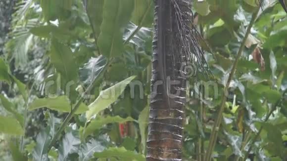椰子棕榈树对抗蓝天视频的预览图