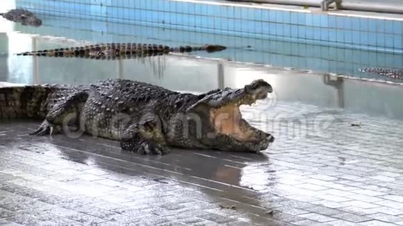 张开嘴的鳄鱼躺在动物园的游泳池里泰国视频的预览图