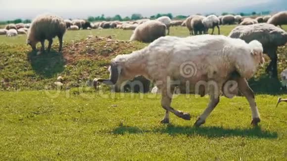 羊群成群放牧在草地上吃草动物在田野上行走慢动作视频的预览图