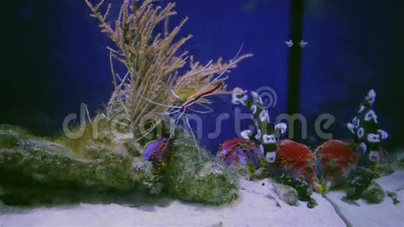 水族馆里的鱼小丑和虾视频的预览图