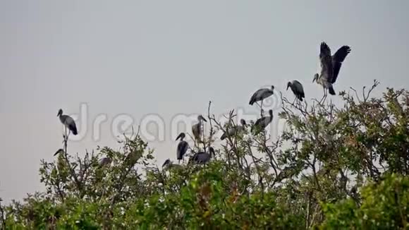 泰国塔勒诺伊水禽保护区湖亚洲鸟坐在树上视频的预览图