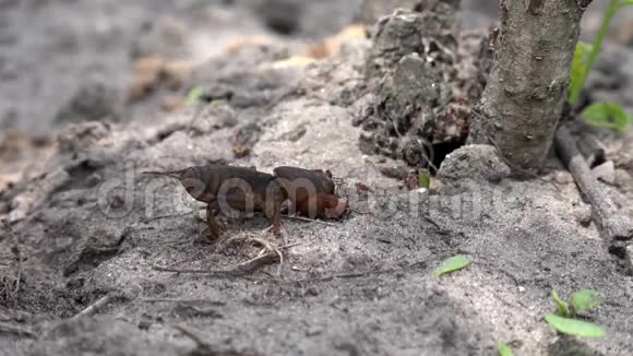 大型穴居昆虫科甲酸家族的生产蚂蚁以蝗虫为食视频的预览图