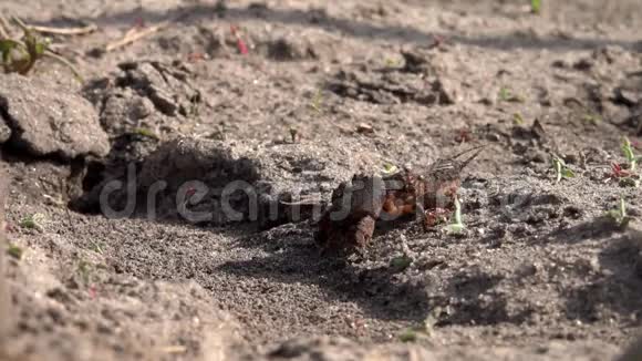 大型穴居昆虫科甲酸家族的生产蚂蚁以蝗虫为食视频的预览图