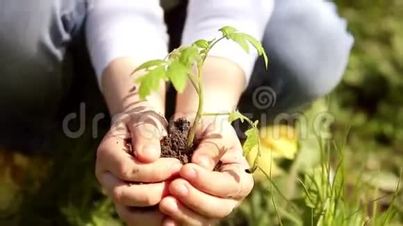 幼儿双手捧着幼嫩的植物在春天的绿色背景下生态概念视频的预览图