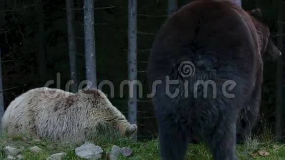 三只大熊在树林里散步视频的预览图