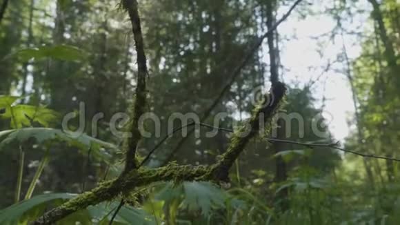 树根长满青苔老缠绕柳娜特写模糊的林底自然纹理绿色的树枝视频的预览图