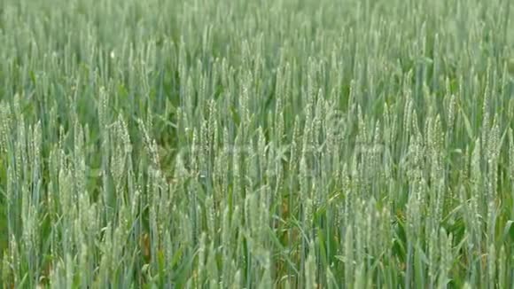小麦绿芽视频的预览图