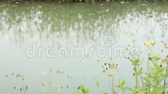 有河流背景的草花泰国清迈视频的预览图