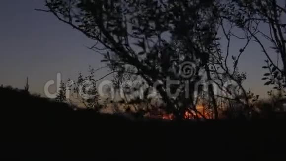 树木的日落和剪影视频的预览图