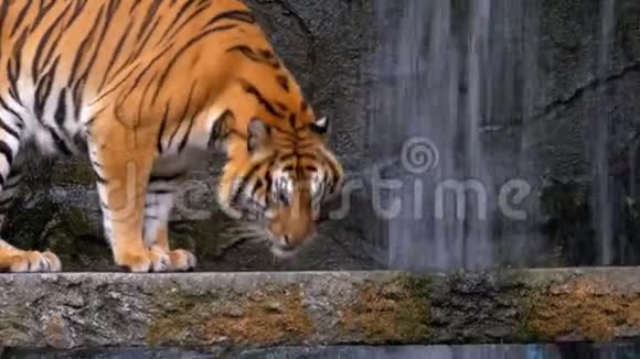 老虎走在瀑布附近的岩石上泰国视频的预览图