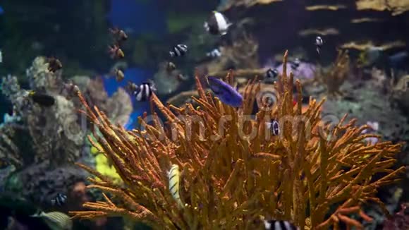 大型水族馆有珊瑚和热带鱼视频的预览图