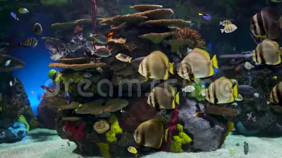 大型水族馆有珊瑚和热带鱼视频的预览图