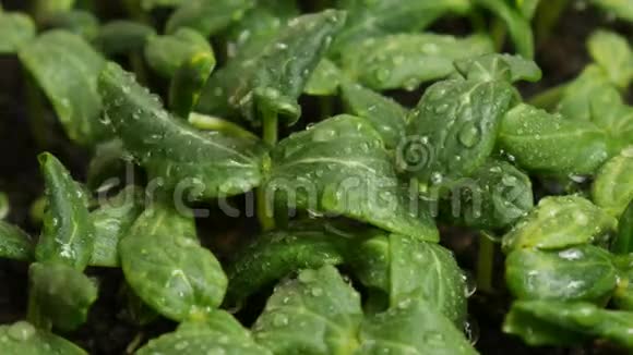在雨中发芽黄瓜种子视频的预览图