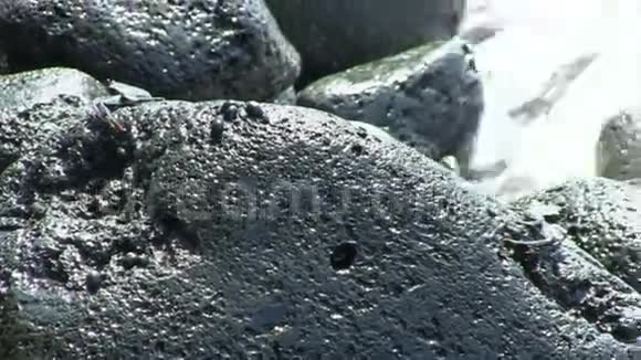 海洋冲浪的火山岩上的黑色螃蟹视频的预览图
