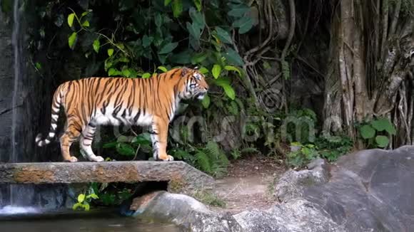 老虎走在瀑布附近的岩石上泰国视频的预览图