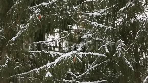 雪花缓慢地落在云杉和松树上树枝上覆盖着雪冷杉林冬季视频的预览图