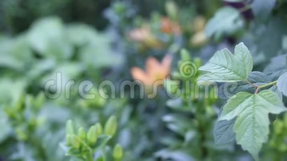 夏天的绿灌木视频的预览图