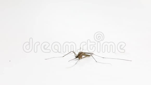 白色表面的蚊子视频的预览图