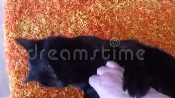 猫在咬人的手视频的预览图