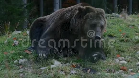 棕色的大熊躺在地上然后站起来离开视频的预览图