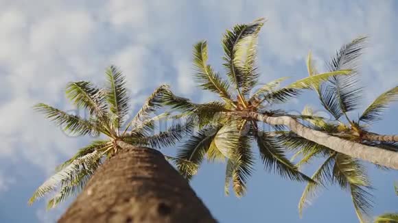 仰望蓝天背景上的棕榈树夏威夷毛伊岛上的云彩视频的预览图