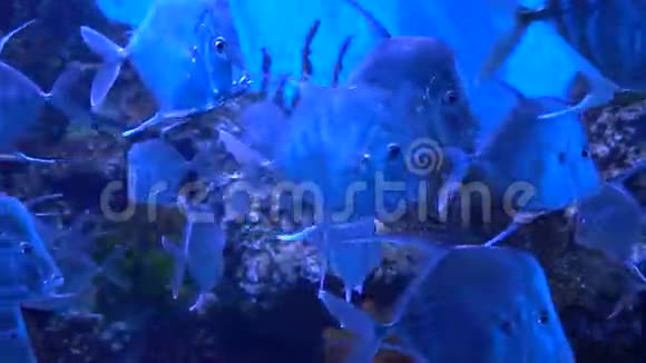 鱼和水下世界的慢镜头拍摄水族馆里最美丽的食肉鱼视频的预览图