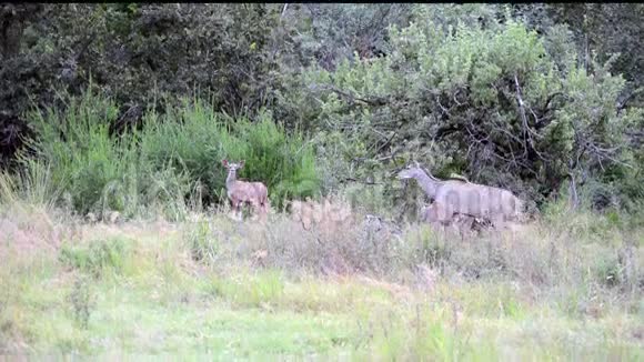 科杜羚羊的家族视频的预览图