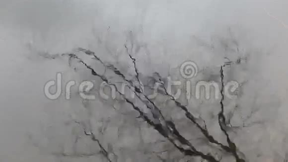 树在湖中倒影波浪视频的预览图