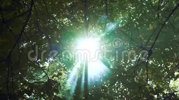 阳光透过树叶和雾在森林里抽烟神奇森林视频的预览图