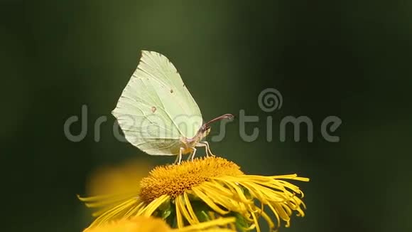 蝴蝶常见的硫磺金翅坐在一朵利卡潘花上视频的预览图