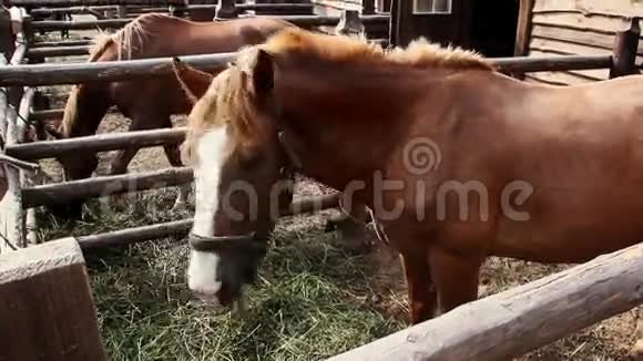 马在摊子里吃干草视频的预览图