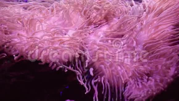 海葵美丽的水下抽象画面视频的预览图