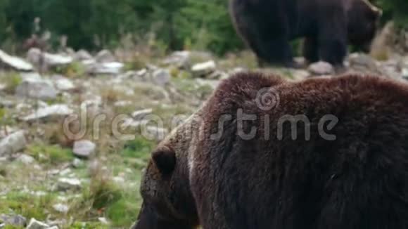 穿过树林的棕熊一只熊嗅着地面视频的预览图