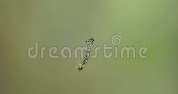 一只小飞蛾挂在空中视频的预览图