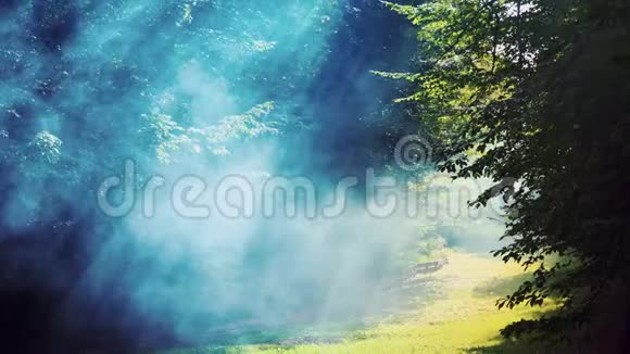 阳光透过树叶和雾在森林里抽烟神奇森林视频的预览图