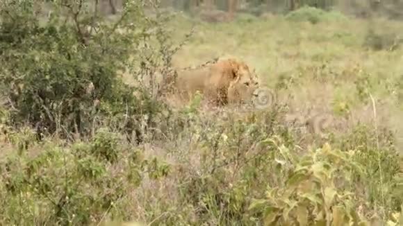 狮子在草地上行走视频的预览图