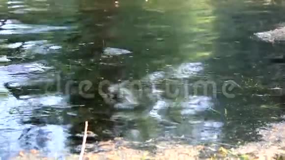河的地表水视频的预览图