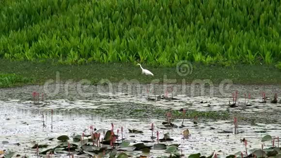 泰国塔勒诺伊水禽保护区湖大自然中的白鹭阿尔达阿尔巴鸟视频的预览图