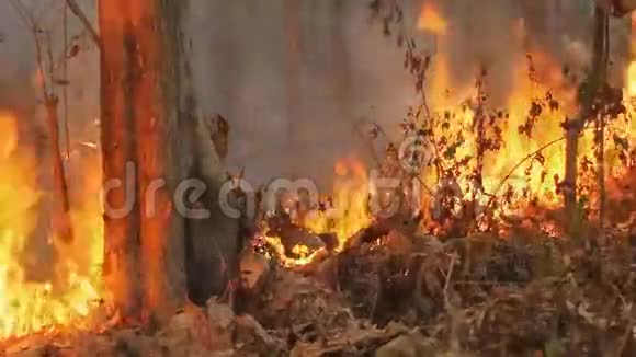 泰国山野火无缝环行视频的预览图