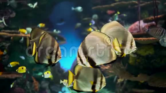 大型水族馆有珊瑚和热带鱼视频的预览图